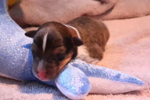 Shetland Sheepdog  Mâle 1 Des Petites Lucioles