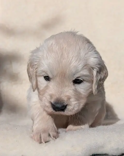 Golden Retriever  Bella De L'Esprit D'Oural photo 3