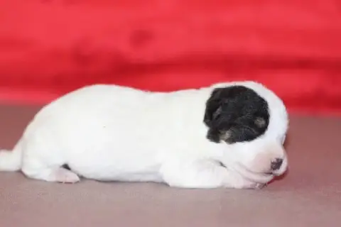 Jack Russell Terrier photo 3