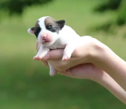 Jack Russell Terrier  Chiot 2 Des Crocs De Heurtevent bce94