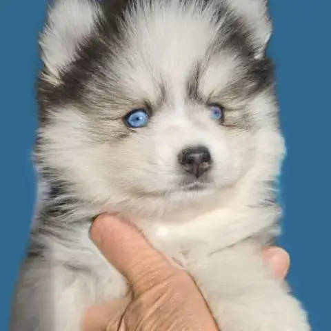 Superbes Chiots Pomsky Toy Et Mini