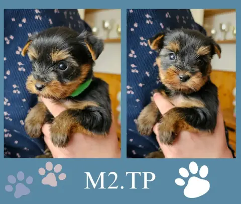 Yorkshire Terrier  Chiot Des Pattes Impériales photo 2