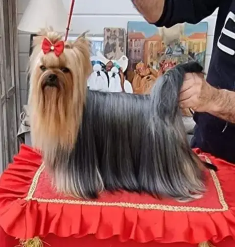 Yorkshire Terrier  Bloomy- photo 2