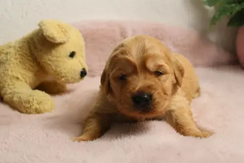 Golden Retriever  Chiot N°2 photo 2