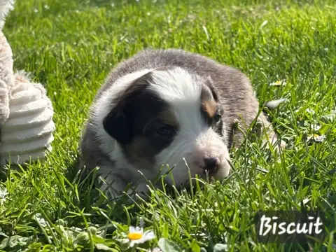 Berger Australien  Biscuit De L'Amour De L'Arche De N da197