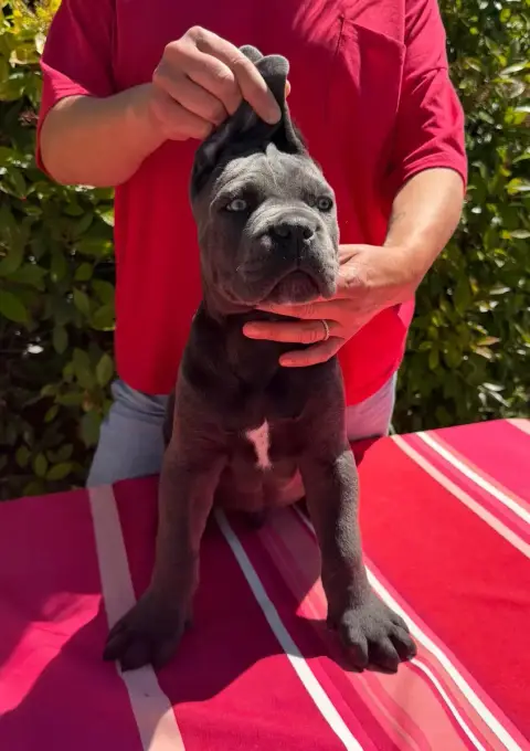Cane Corso  Bug De La Tour Du Mont D'Or