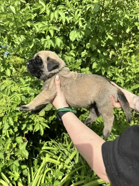 Mastiff  Verte De L'Arche De Jovie