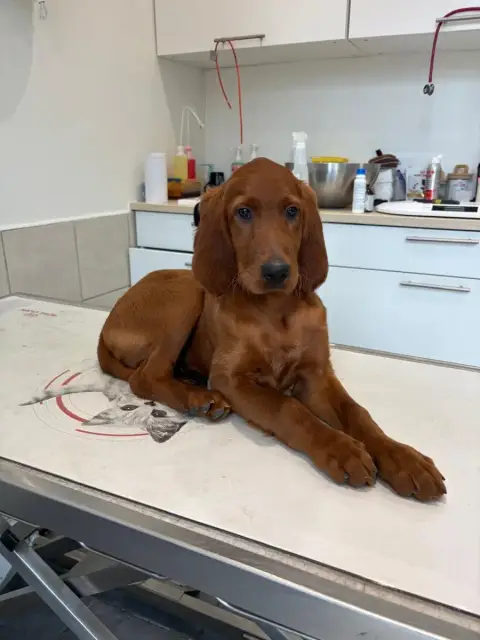 Setter Irlandais Rouge  Chiot N°1 Des Voutes De Saint 7e0ea