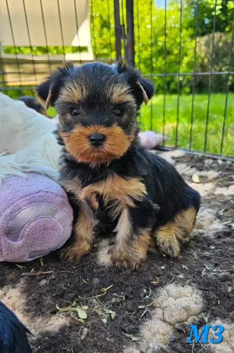Yorkshire Terrier  Chiot 4 Des Pattes Impériales