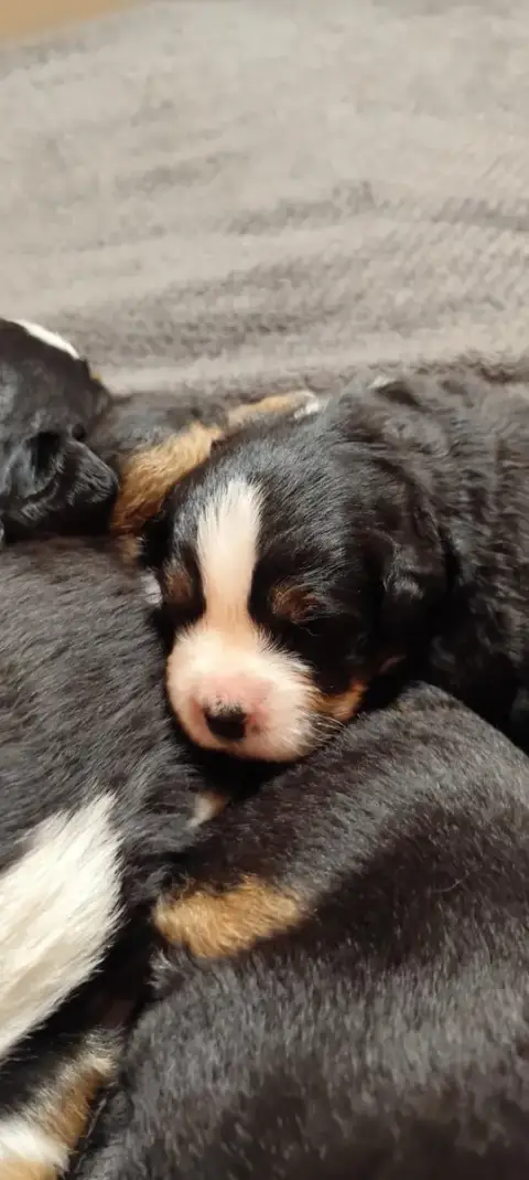 Bouvier Bernois  Chiot N°1 Des Merveilles De La Natur fadb1