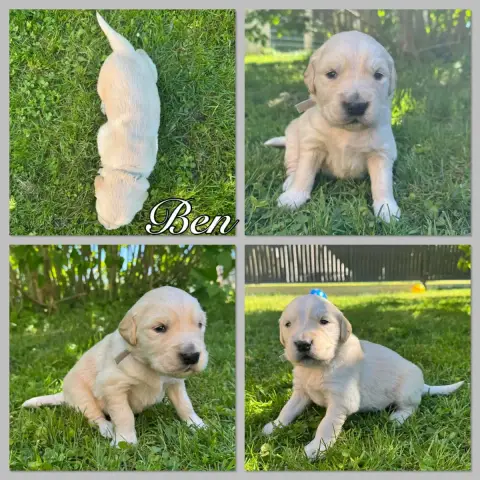 Golden Retriever  Ben Du Domaine Des Belles Aubois