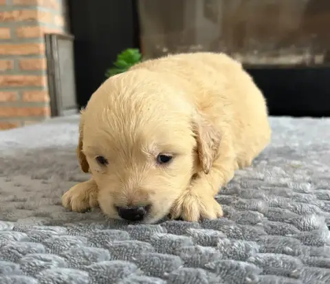 Golden Retriever  Chiot N°6