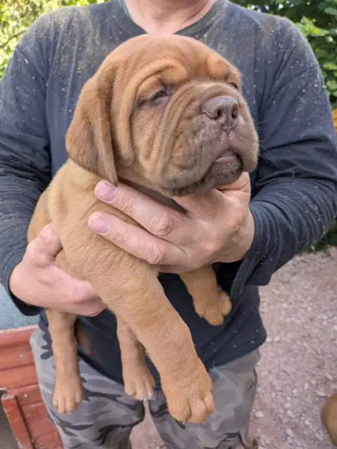 Dogue De Bordeaux  Chiot Collier Noir Du Paradis D'Es 94ef8