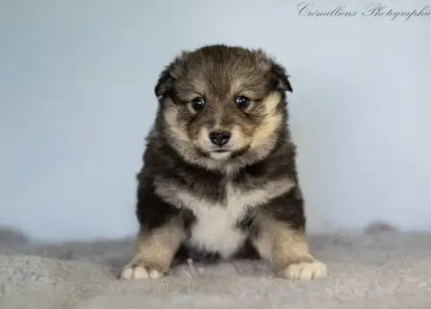 Chien Finnois De Laponie  Chiot 2 Des Quatre Vents Ze acf69