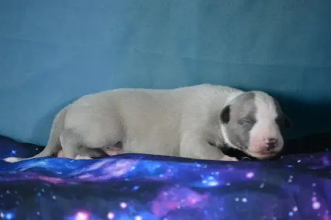 Whippet  Billy Du Coquelicot Bleu photo 2