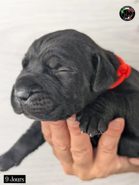 Adopter Cane Corso 
                        Collier Orange Fl 4ebe8