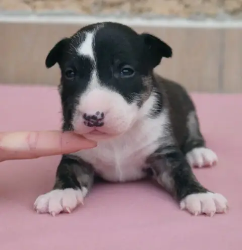 Bull Terrier Miniature  Mâle Spirit Of Liberty