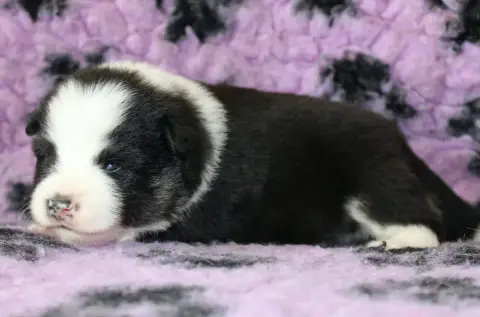 Chien Finnois De Laponie  Bjarni Nita De La Vallée D' 15ed0