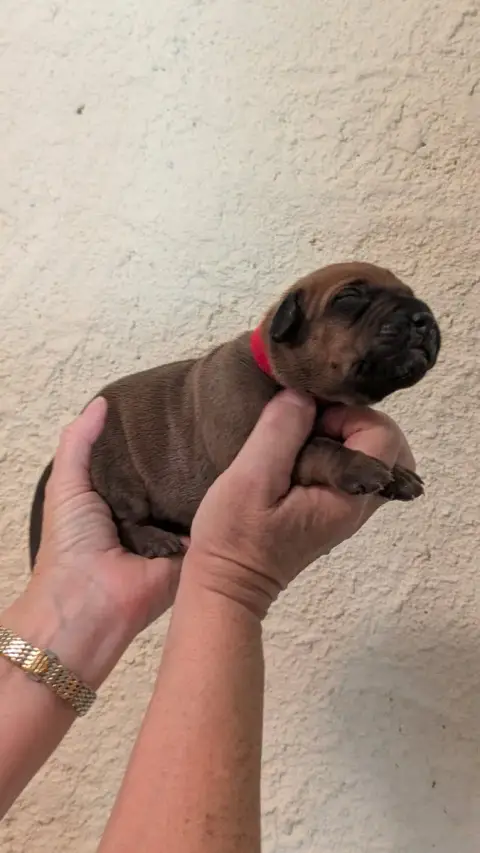 Rhodesian Ridgeback photo 2