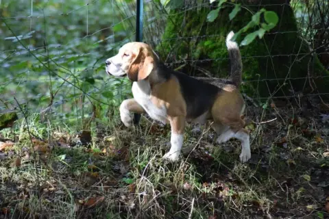 Beagle  Collier Violet Du Domaine D'Amandine photo 3