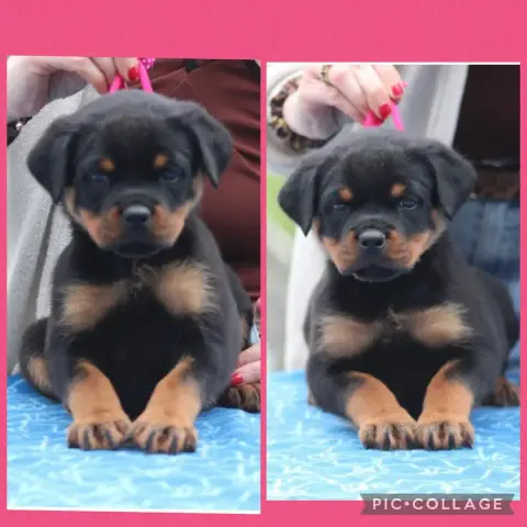 Rottweiler  Chiot 2 Of Legend Mysteria