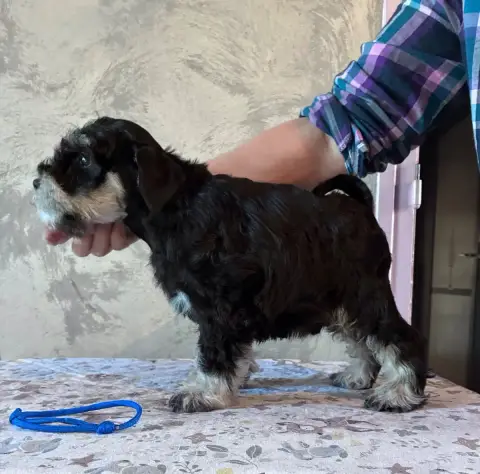 Schnauzer Miniature  Buddy Holly Des Forbans Du Roc D 81a4b photo 3
