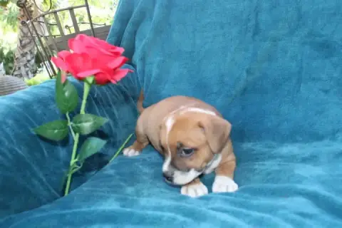 Staffordshire Bull Terrier  Chiot N°6 Des Terres De L 1d587 photo 3