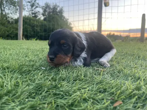 Epagneul Breton  Bulma Des Trois Prés