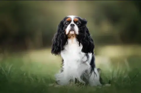 Cavalier King Charles Spaniel  Chiot N°1 Du Souvenir  dd9b3 photo 2