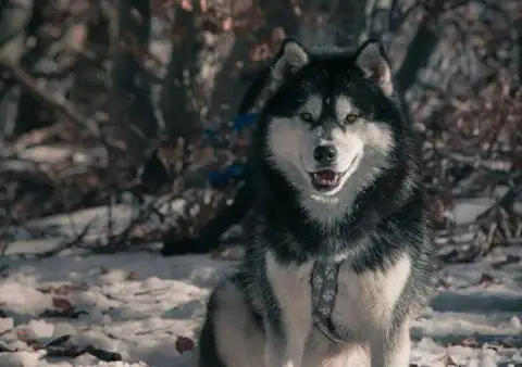 Siberian Husky  Chiot 2 photo 2