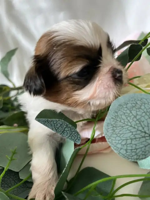 Shih Tzu  Brisbane Del Sole Splendente