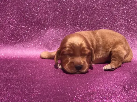 Cocker Spaniel Anglais