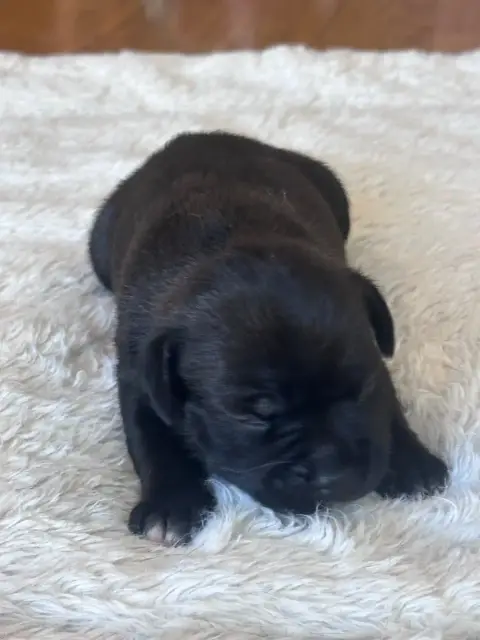 Staffordshire Bull Terrier  Chiot N°4 Du Royaume De B e221d photo 3