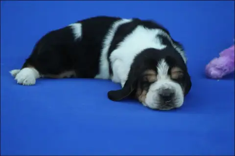 Basset Hound  Chiot 7 De La Flamme Sacrée D'Hestia