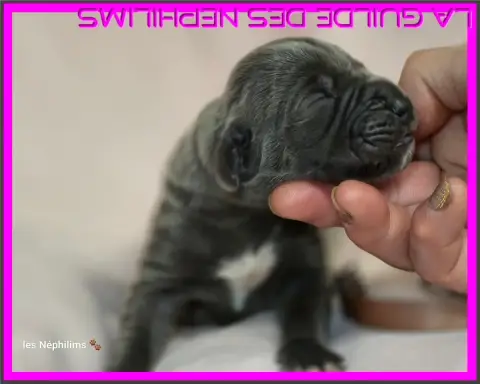Dogue Allemand  Baby Burlesque De La Guilde Des Néphi 6633a photo 2