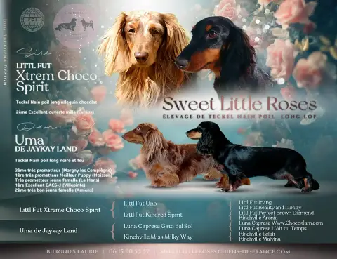 Teckel Poil Long  Chiot 3 Sweet Little Roses photo 2