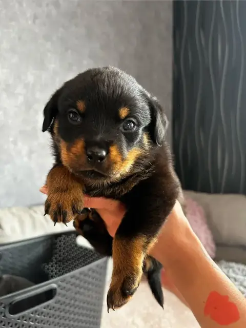 Rottweiler  Rose Du Valhalla Des Anges Noirs