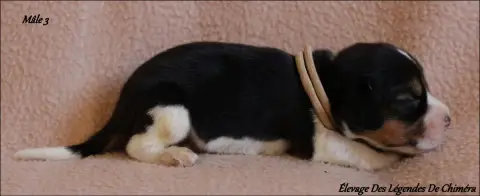 Beagle  Mâle 3 -