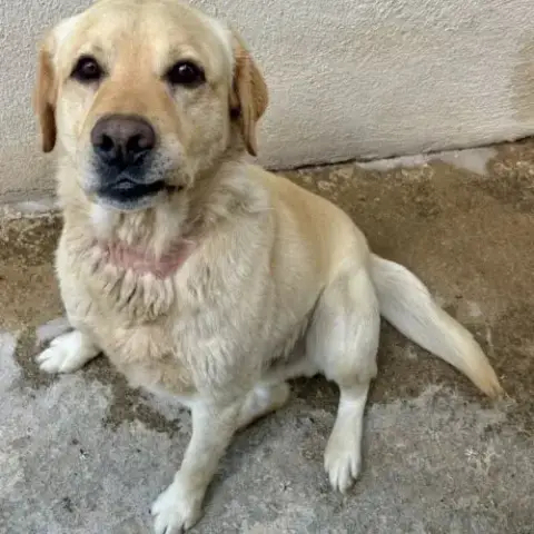 Chien Bananier À L Adoption