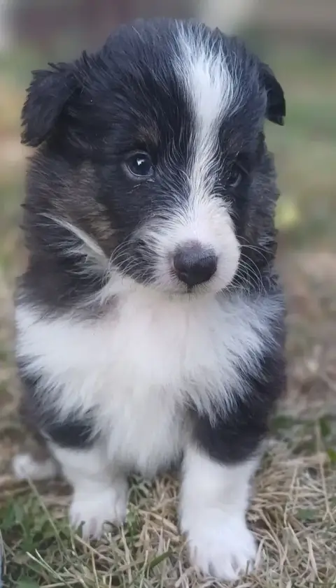 Shetland Sheepdog  Chiot N°3 Des Touches Noires photo 2