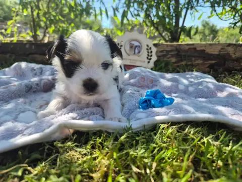 Biewer Terrier  Bleu Black Of Angels Life
