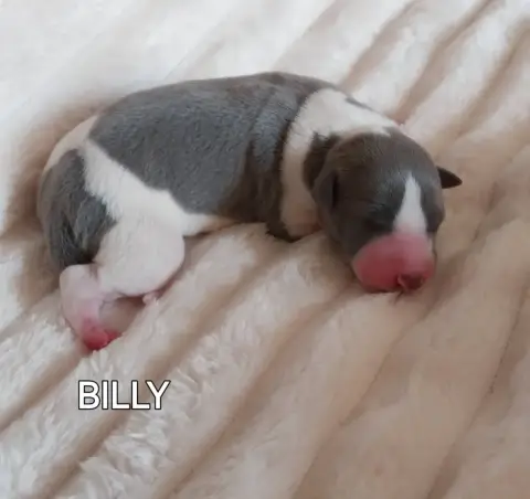 Whippet  Billy Hellowhip photo 2