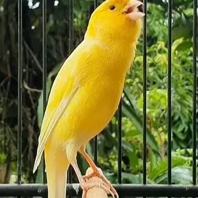 Canari A Vendre