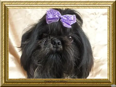 Shih Tzu  Baika Du Jardin Des Perles De Cixi photo 3