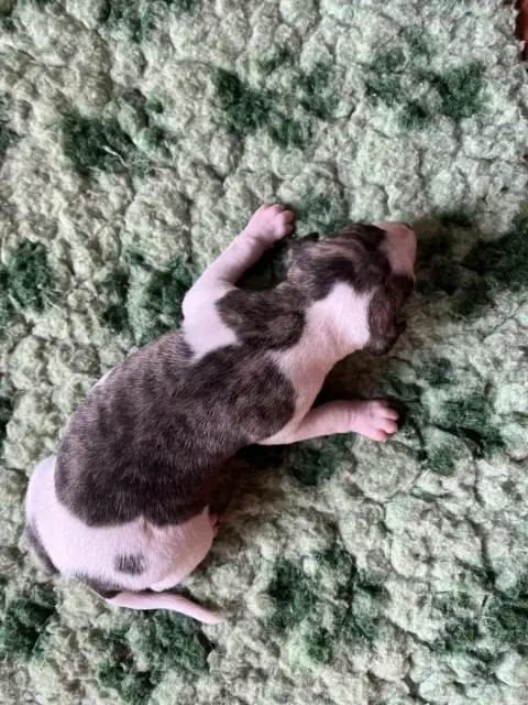 Whippet  B Des Terres De Pag