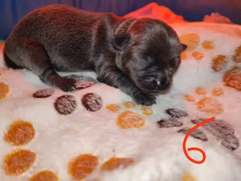 Chihuahua  Chiot 6 Du Gang Des Calinounoux
