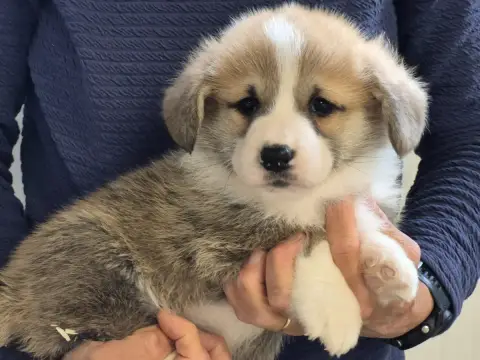 Welsh Corgi Pembroke  B... De Paline