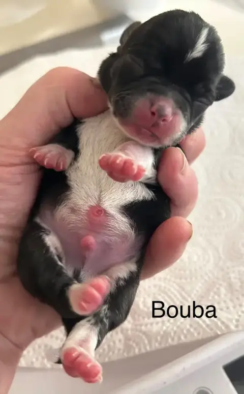Chihuahua  Bouba Des Rois Du Monde photo 2