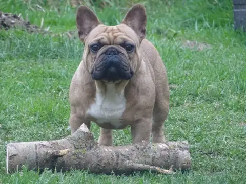 Bouledogue Français  Billy De Beauregard photo 3