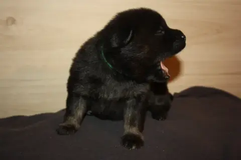 Eurasier  Collier Vert Des Oursons De La Fee photo 3